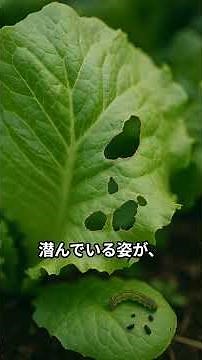 【害虫対策】ヨトウムシの生態＆無農薬防除法をサクッと解説！