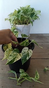 Marble Queen Pothos Propagation in Soil 🌱 #pothos #gardening #garden #plants #reels #trendingreel #trendingreels #trendingreelsvideo #facebookviral #facebookreel #facebookreelsviral #homegarden #plantreel | Gardening Ideas
