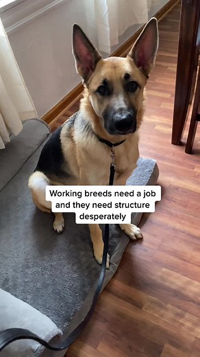 Does your dog sniff for info #GSD #DogTraining #DogTrainer #GermanShepherd #GermanShepherdDog #AggressiveDog #ReactiveDog #ForYou #FYP #fup