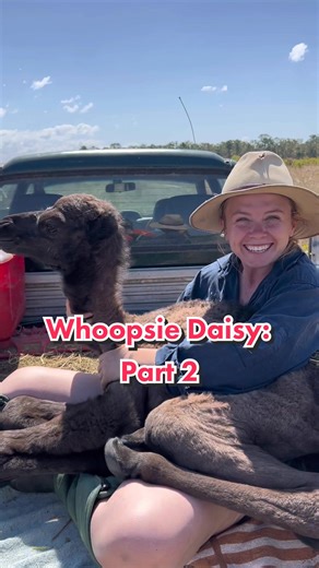 Excuse me imitating the cry of a baby camel 😅 #cameltok #farmrescue #aussieaccent #farmlife #babycamel