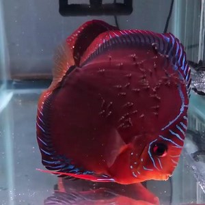 Red Cuipeua Cross - by Al Castro‎ | Discus Campus
