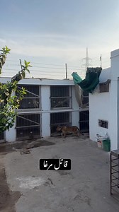 89K views · 1.4K reactions | #saqisaqi #lahoraseel #shamo #chinashamo #birds #thailandaseel #shelter #shamobussince #thaiburmi #thaiaaeel #aseel #burmiaseel #whiteshamo #kingshamo #lahorephotography #saqiaseelfarm #Thailand #thaifighter #shamobussince #lakhashamo #blackshamo # #burmiaseel #thiafight #saqisaqibirdsshelter #whiteoshamo #king #saqisaqi #birdsshel #shamofight | Bird's shelter | Facebook