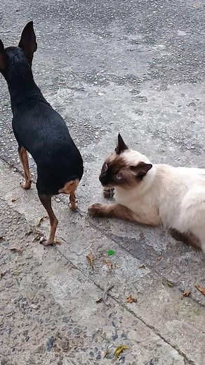 #animaisnotiktok #foryou