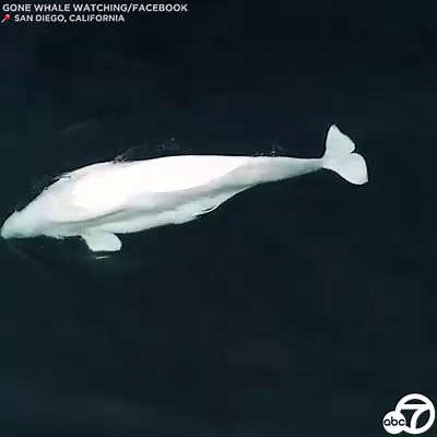 MAJESTIC SIGHT: A pearly white beluga whale was spotted off Mission Bay in San Diego last week in what’s believed to be the first-ever sighting of a beluga whale on the West Coast! 🐳🤍 https://abc7.com (Video courtesy Gone Whale Watching San Diego) | ABC7
