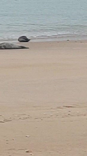 Zeehondjes spotten in Oostende | Jenny De Coninck