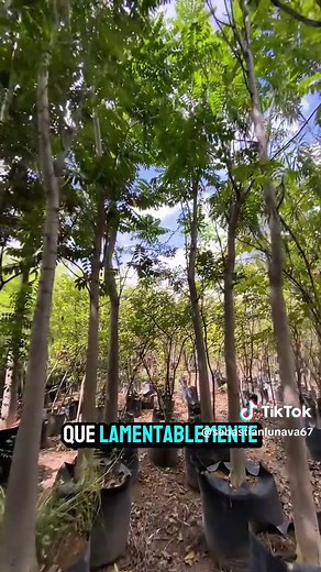 Cedro Rojo: Descubre el Árbol Nativo