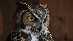 Why great horned owls are one of the most successful predators in North America