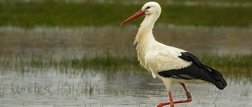 Animals In Lithuania