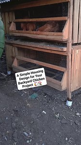 6.2K views · 56 reactions | A Simple Housing Design for Your Backyard Chicken Project  You don’t need expensive materials to keep chickens comfortably. A raised house with good ventilation, dry bedding, perches, and nesting boxes is enough to keep your birds healthy and productive. ✔ Affordable ✔ Easy to build ✔ Predator safe ✔ Suitable for kienyeji & layers Good housing = healthy birds = better returns. | Kienyeji Chicken Centre | Facebook