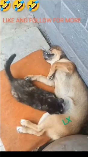 Cat Sucking male Dog P*NIS 🤣🤣🤣😂