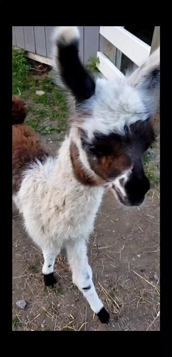 Dakota Ridge Farm, LLC on TikTok