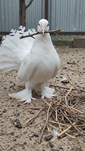 fancy pigeon farm #pigeon #farming #pigeonlaver #viralvideo #fancy
