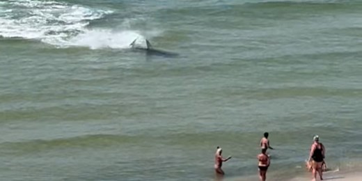 Video shows hammerhead shark chasing stingray near shore in Orange Beach