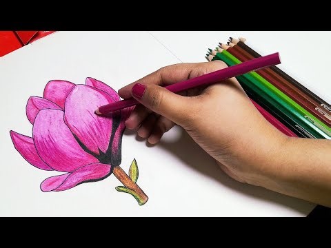 How to Color a Pink Flower 🌸 Step-by-Step Shading for Beginners