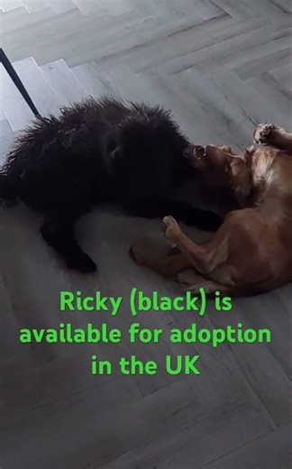 Poodle/Puli mix Ricky is looking for his forever home | Paws2Rescue