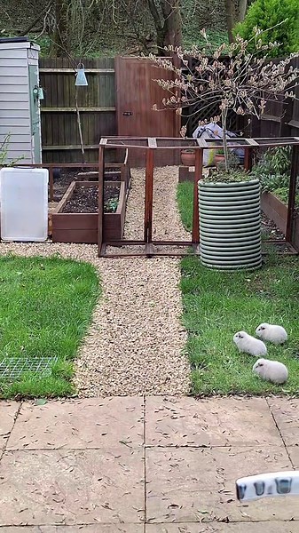 Piggies vs Squirrel: Who Will Win?