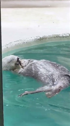 Did you know these two famous otters? 😍
