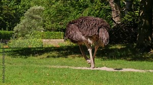 The common ostrich, Struthio camelus, or simply ostrich, is a species of large flightless birds native to Africa. It is one of two extant species of ostriches