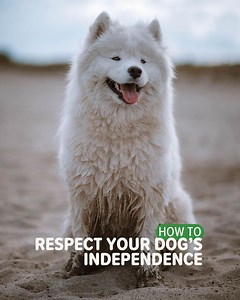 9.2K views · 220 reactions | We know you’re dying to cuddle your dog all day long, but it’s important to respect their need for independence and privacy! 殺⁣ ⁣ @shelby_eurasier shares her 5 essential rules for a happy and harmonious relationship with your pup! ⁣ ⁣ #vetoquinol #myhappypet #petcare #learnwithus #petparenting | My Happy Pet Worldwide | Facebook