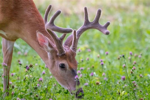 Food-Plot Basics: 11 Great Crops to Plant This Year - Game & Fish