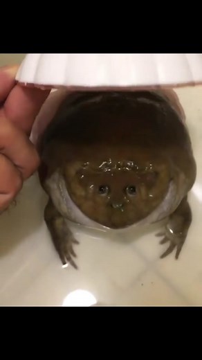 Adorable Frog Compilation | Funny and Cute Amphibians on TikTok