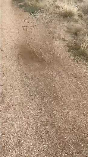 Tumbleweed Drifting By | Classic Western Vibes in 6 Seconds