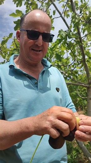 @Caprification of the fig tree