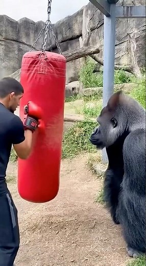 Watch This Coach Turn a Gorilla into a Boxing Beast! 😭👊