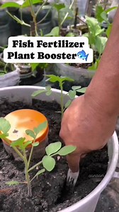 63K views · 310 reactions | Fish fertilizer is a great plant fertilizer, as well as a fantastic stand-in for traditional fertilizer. contains potassium, phosphorus, and nitrogen as well as sulfur, magnesium, and calcium, which plants crave and thrive on when given to them regularly. #fypシ #viralvideoシ #wellness #gardeningtips #gardening #organicfertilizer #fish #wastemanagement #gratitude #fblifestyle #Canaan #trendingnow | Canaan All in One Fertilizer Original Direct Supplier | Facebook