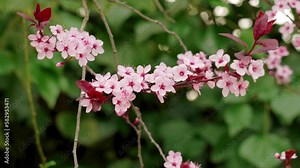 Pink flowers of cherry plum tree. Prunus cerasifera Stock Video
