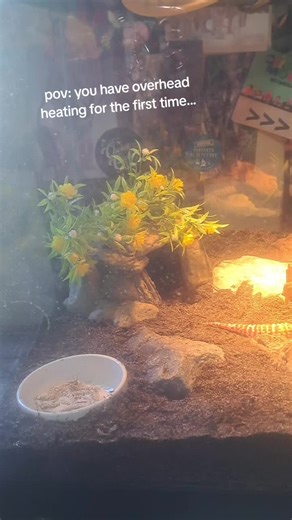 Creating the Perfect Habitat for Your Leopard Gecko