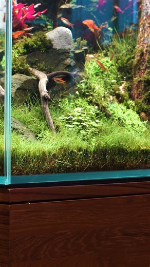 Buce Plant on Instagram: "Do you prefer in-tank or inline heaters? 🤔 It’s about that time of year when temps are dropping in our area! We’re installing the Chihiros Heater Pro, an inline heater, into our UNS 60C to keep our fish comfortable throughout the cold weather 🥶 It’s a small upgrade that makes a big difference by evenly distributing heat throughout the tank. #fishtank #fishkeeping #petfish #aquariumkeeping"