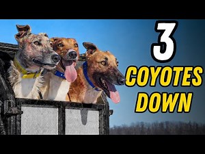 First Coyote Hunt of The Year!!!