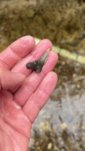 Unearthing Ancient Megalodon Fossils in Shark Creek