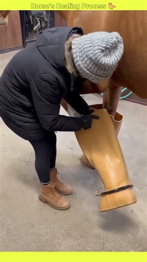 horse treatment explained