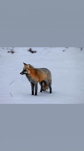 52 reactions · 11 comments | The tap and smell test. Fresh snow lay...