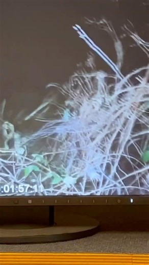 Zieselwurz - Die erste Sichtung REEL 04 #zieselwurz #emsland #natur #tierfilm