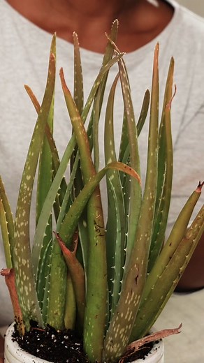 Good news: An overwatered aloe vera plant isn’t a lost cause! We’re got the simple steps you need to save your overwatered aloe plant and even get it growing again 🪴 #aloe #houseplants #gardening