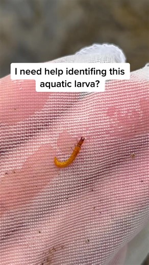 Aquatic Larva Identification: Types, Behaviors, and Habitats