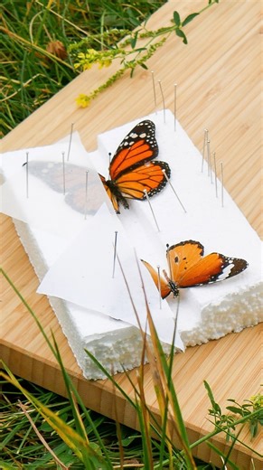 FLUTTER INTO MOM’S GOOD BOOKS THIS MOTHER’S DAY 🦋 Skip the usual present (she has enough macaroni necklaces) and gift Mom something unforgettable, like a spot in @prettydeadtaxidermy’s Wings & Wildflowers workshop at Spark! Together, you’ll create a stunning botanical display using a preserved Monarch butterfly, dried florals, and moss—all framed in a beautiful, Victorian-style Riker’s box. It’s a creative, unique, and meaningful way to spend time with Mom and celebrate the metamorphosis she’s 