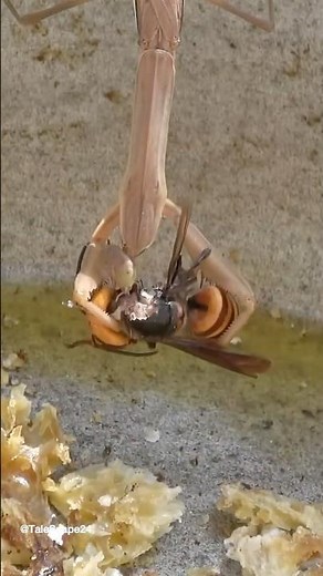 PRAYING MANTIS DEFENDS HONEY AGAINST GIANT HORNET! (Hornet Gets EATEN ALIVE) 🤯