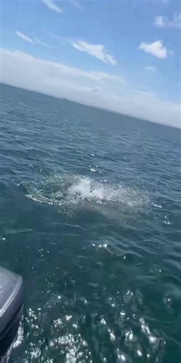 Cobia Fishing with Soft Plastics