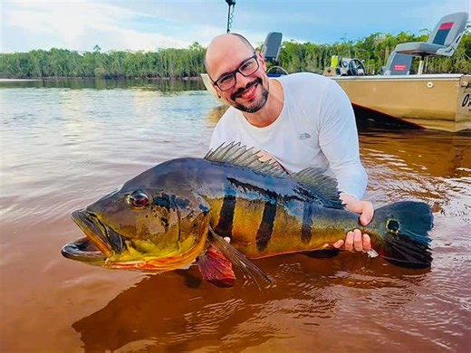Adventure, adrenaline, and the strike of a Peacock Bass. 🎣🌴🐟 Peacock Bass fishing in the Amazon is the ultimate challenge. 📲Chase your trophy catch. 🔗Explore more at www.amazonxtremefishing.com #PeacockBass #FlyFishing #fishinglife #reelsviralシ #instapic | Marc Cobos