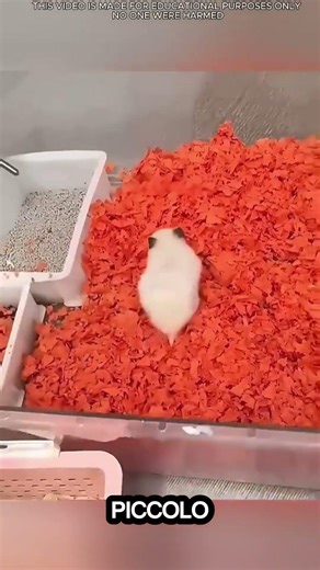 ❤️🐾 Ti piacerà questa piccola monella?