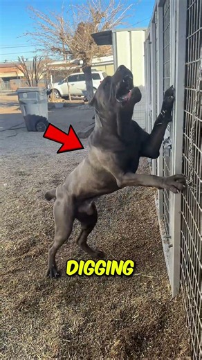 Why Dogs Dig in the Ground (It's Not What You Think!) 🤯