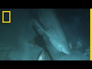 Shark Tagged From Submarine For First Time In History | National Geographic