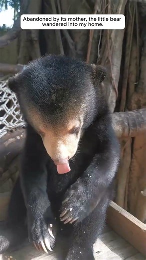 From now on, the bear no longer has to be afraid—fear has been replaced by trust
