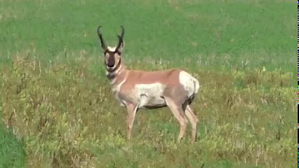 20K views · 428 reactions | Bucks and Bulls of North Dakota - Here's some of the footage that I've taken of Bull Moose, Whitetail, Mule and Pronghorn bucks in the great state of ND. | ND Wildlife and Landscapes | Facebook