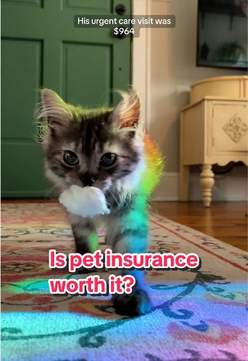 Understanding Pet Insurance for Cats: Is It Worth the Cost?