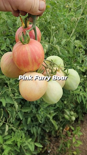 3.6K views · 69 reactions | Wild Boar Farms on Reels | Facebook